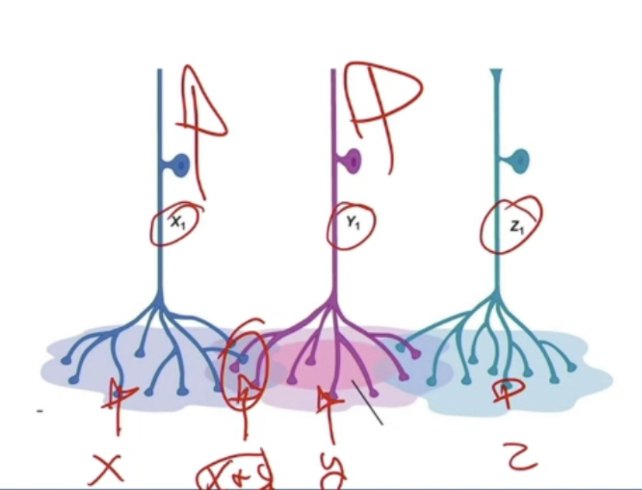 <ul><li><p>Receptive fields overlap to improve ability and to localize stimulus</p><ul><li><p>Touch at one neuron - recognized for that neuron</p></li><li><p>Touch in between neurons - both neurons fire messages, brain recognizes touch in between the 2 neurons </p></li></ul></li><li><p>Help increase acuity of recognizing touch</p></li></ul><p></p>