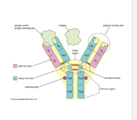 <p>Antibody variability</p>
