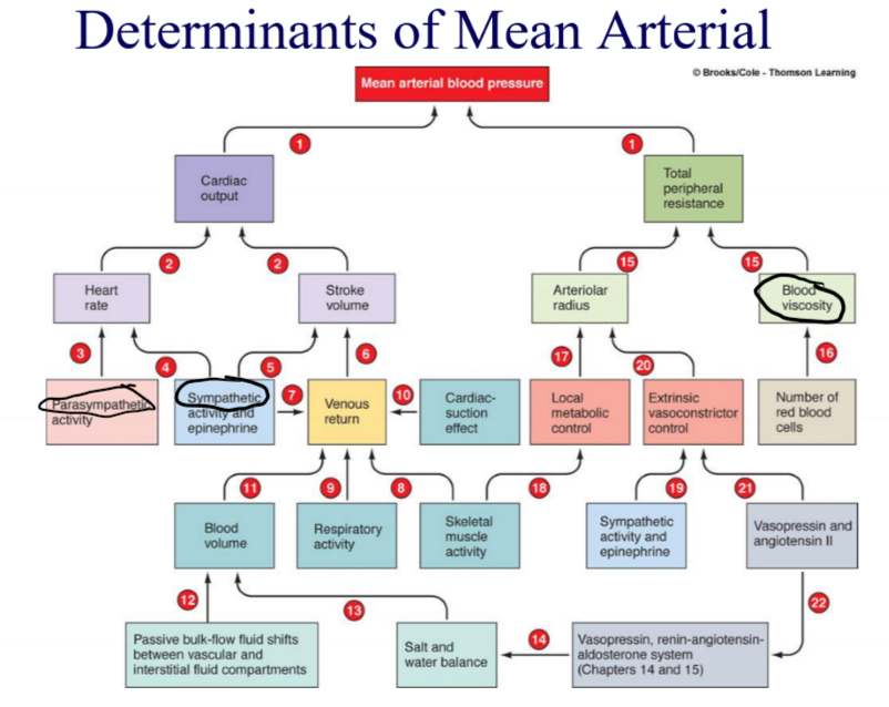 <p>Things contributing to MAP (flow chart)</p>