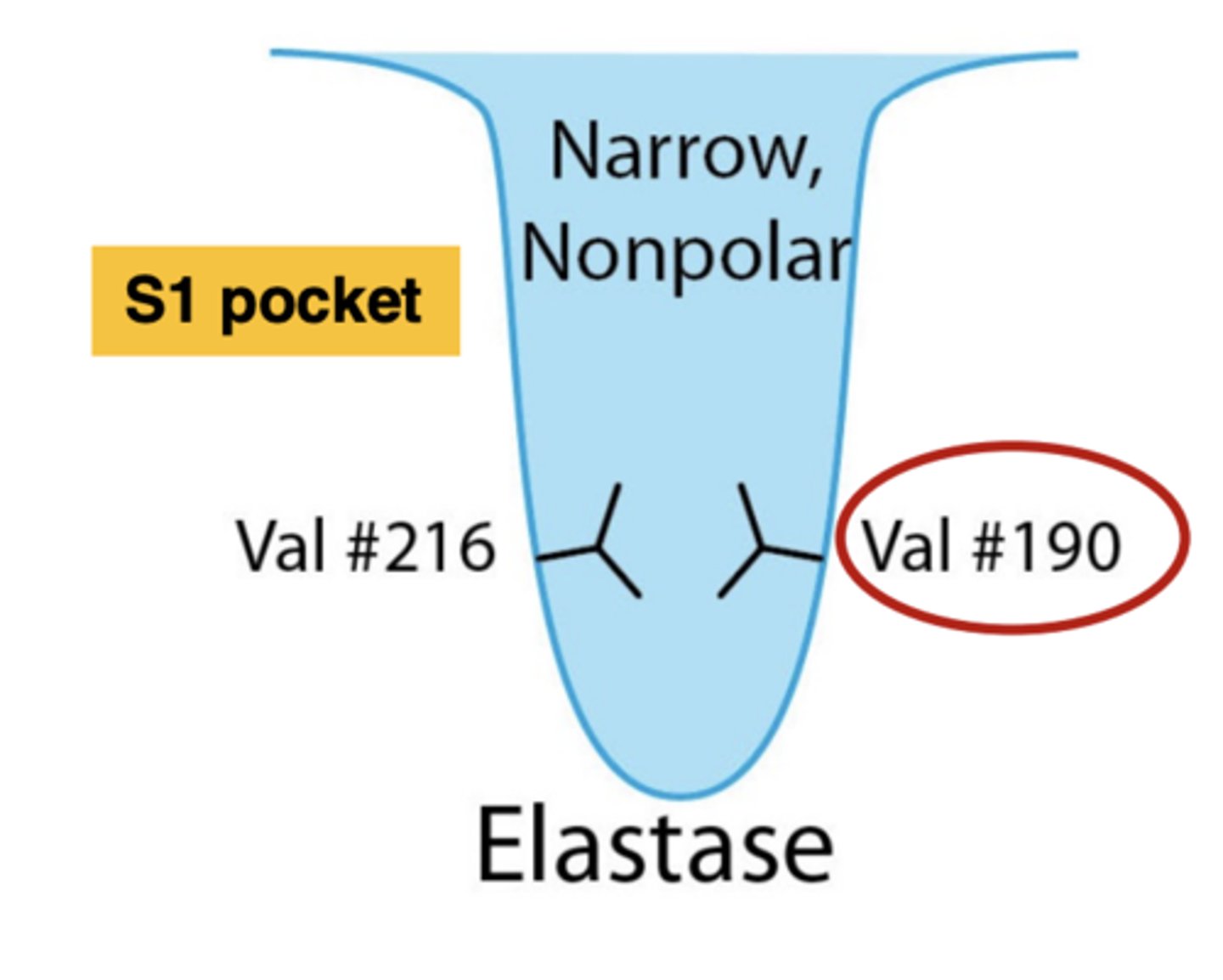 <p><strong><span class="bgY">narrow, nonpolar</span></strong>, has 2 valine residues </p>