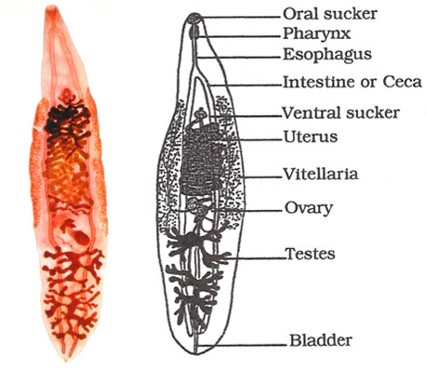 <p>Human Liver Fluke</p>