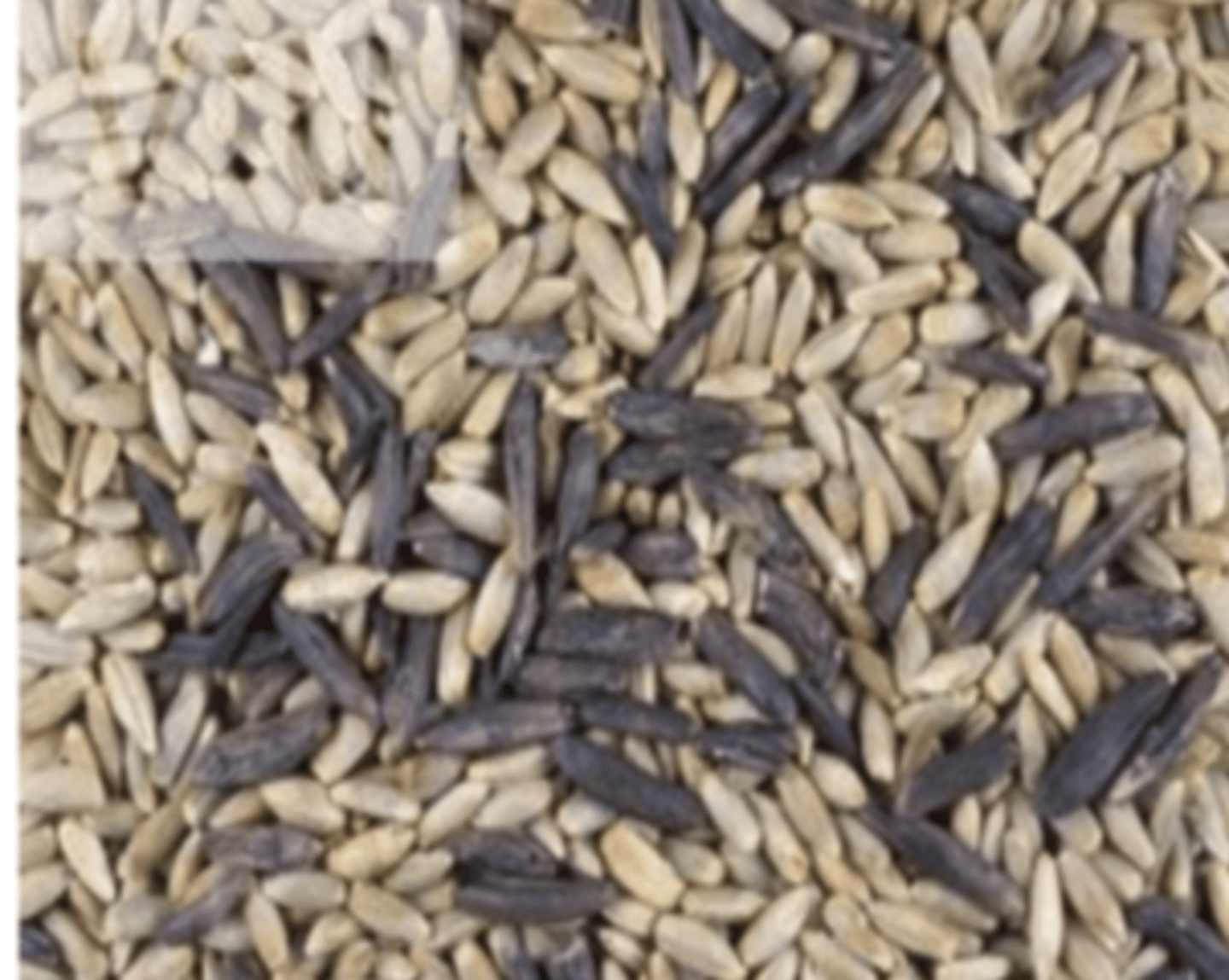 <p>a woman went on a walk with her dog, where it ate a large amount of black rye seeds. shortly after, the dog started staggering and having convulsive episodes. what can we assume is the diagnosis?</p>