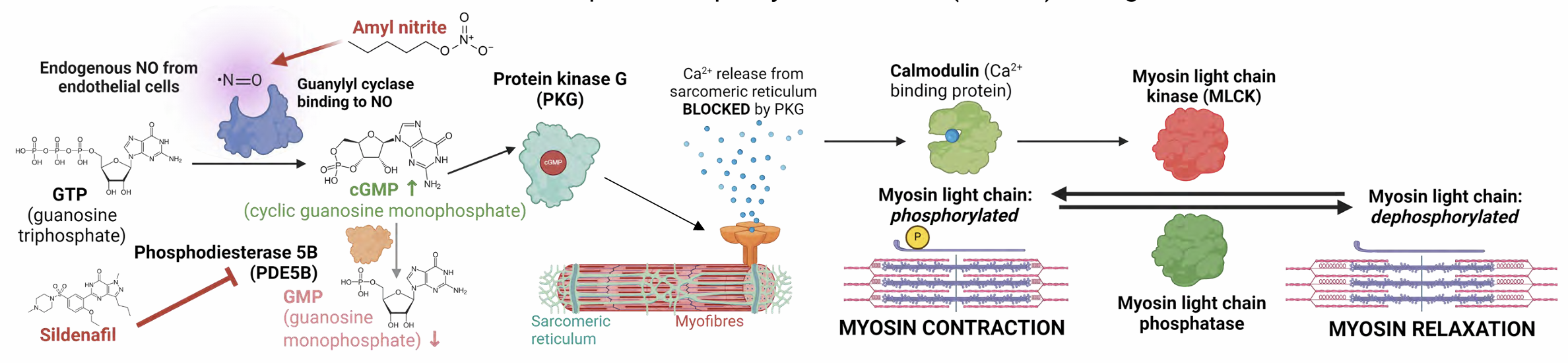 <ol><li><p>MOA: Inhibits enzyme phosphodiesterase 5B to prevent hydrolysis of cGMP into GMP, activating PKG which blocks Ca2+ release &amp; promotes Arterial smooth Muscle relaxation to increase blood flow &amp; stimulate erection.</p></li><li><p>Indications: Erectile dysfunction in MEN</p></li><li><p>Contraindications: Any form of nitrates (e.g. Nitrate Glycerine, Amyl nitrate).<br><br>Production of cGMP from GTP is mediated by Guanylyl cyclase which is activated by nitric oxide. Nitrates act as Nitrate donor and can cause additional cGMP production leading to potentially hypotensive effect.</p></li><li><p>ROA: orally bioavailable</p></li><li><p>Side effect: Nausea, headache,dizziness, reduction of blood pressure, associated with non arteritic anterior ischemic optic neuropathy (NAION)</p></li><li><p>Pharmacokinetics: Half life of 3-5hours</p></li></ol><p></p>
