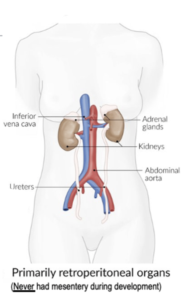 <p>Organs that NEVER had mesentery</p>