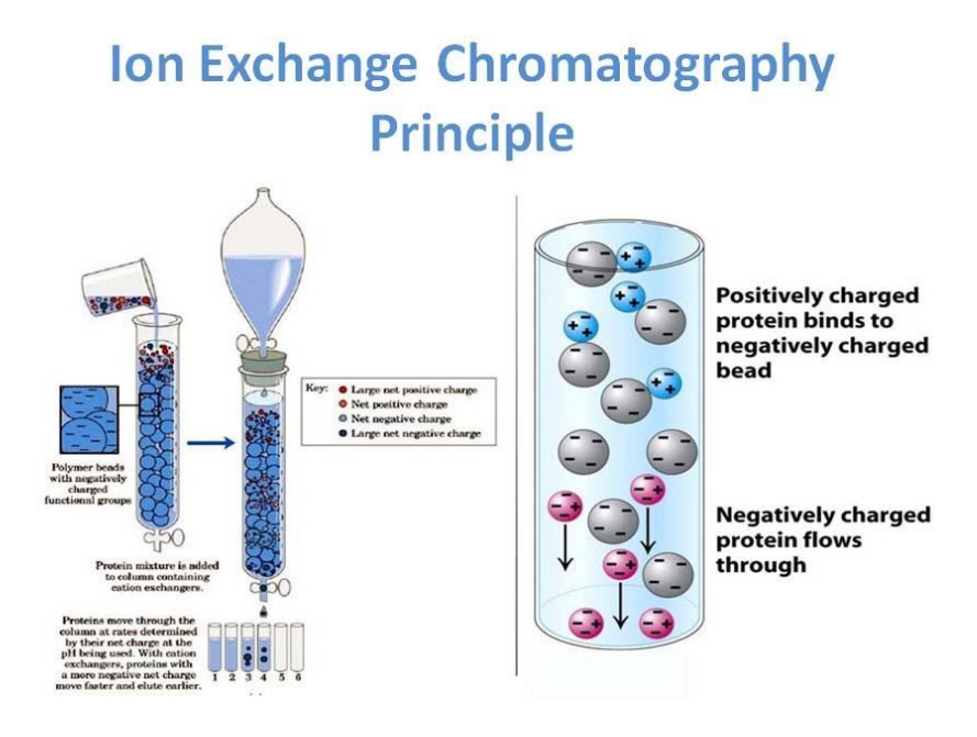 Like most column chromatography methods, ion exchange chromatography relies on Columbic interactions. Column’s Law is based on size of charge and distance between the charges.

In cation exchange chromatography, _____ charged molecules are attracted to a negatively charged solid support. Conversely, in anion exchange chromatography, _____ charged molecules are attracted to positively charged solid support (see picture).