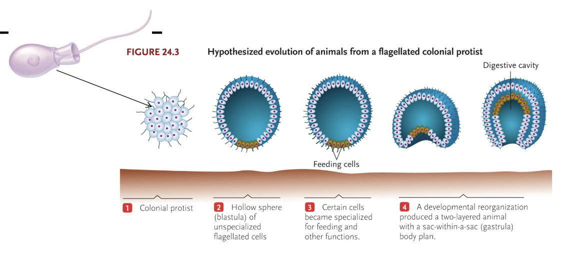 <p>Ancestral animal was descended from a colonial choanoflagellate</p>