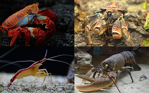 <p>decapods (tienpotigen)</p>