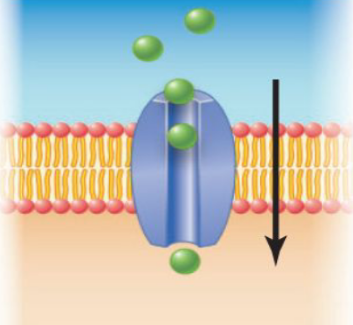 <p>Allows only one or a few types of specific molecules to move across Ex: Aquaporins</p>