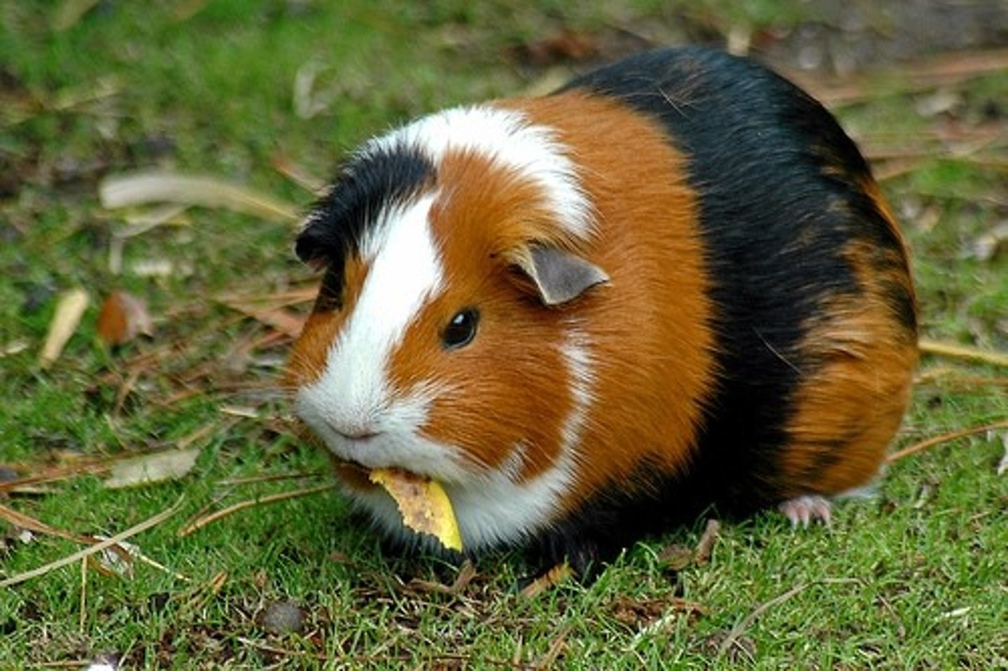 <p>a guinea pig</p>