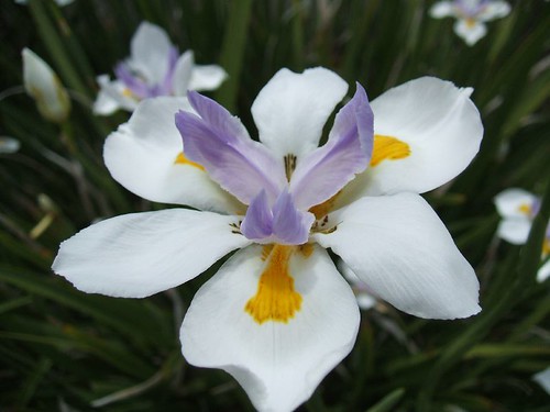 <p>a boat load of flowers</p>