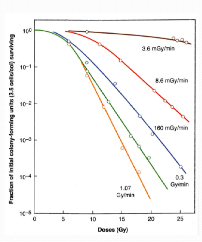 <p>explain what happens at each dose rate</p>