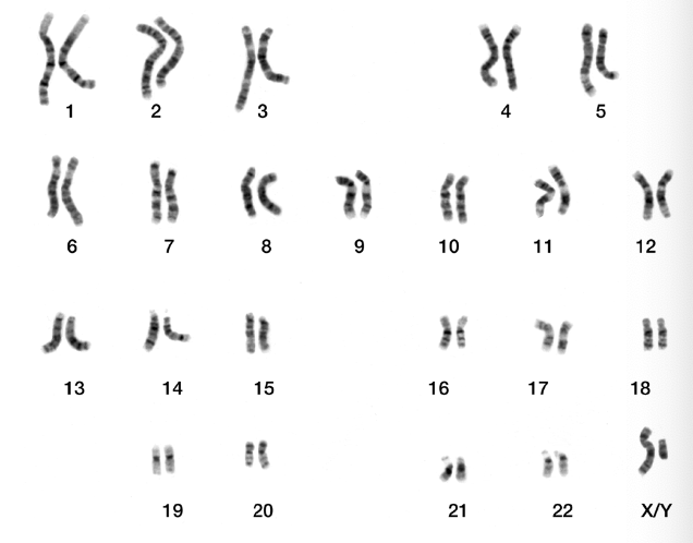<ul><li><p>humans have 24 types of chromosomes </p><ul><li><p>of which humans have 23 pairs</p></li></ul></li><li><p>n = 23 & 2n = 46 </p></li></ul><p></p>