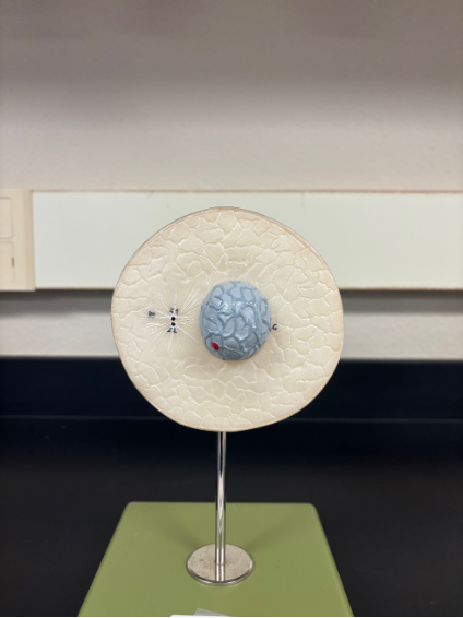 <p>What stage of mitosis is this? </p>