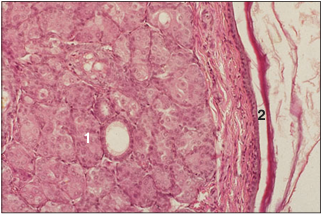 <p>name of histologic slide:</p><p>Specie:</p><p>Parts</p><p>1.__ 2.__ </p><p>Stain used:</p>