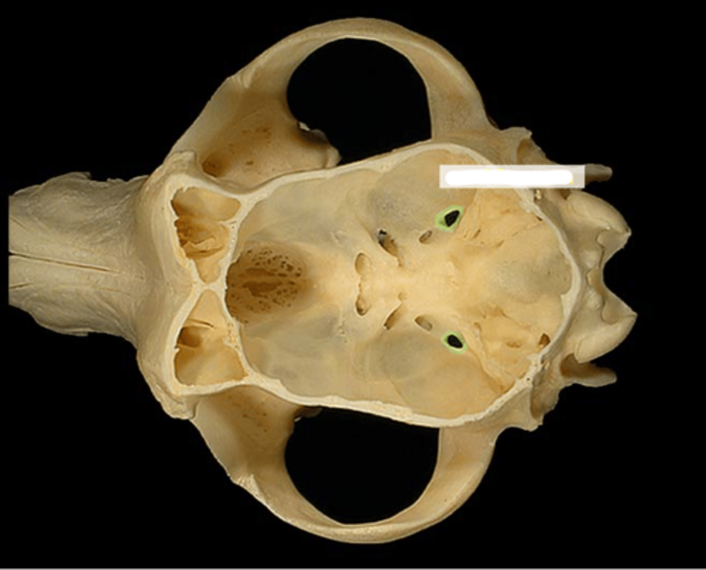 knowt flashcard image