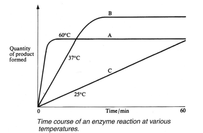 <p>describe and explain the different temperatures drawn on this graph</p>