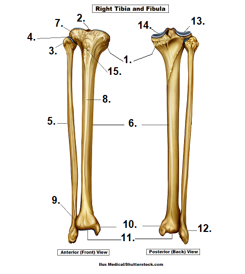 Ankle bone, faces inside (10)
