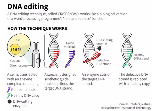 <p>A technique that uses "molecular scissors" to insert, delete, or replace DNA in an organism's genome.</p>