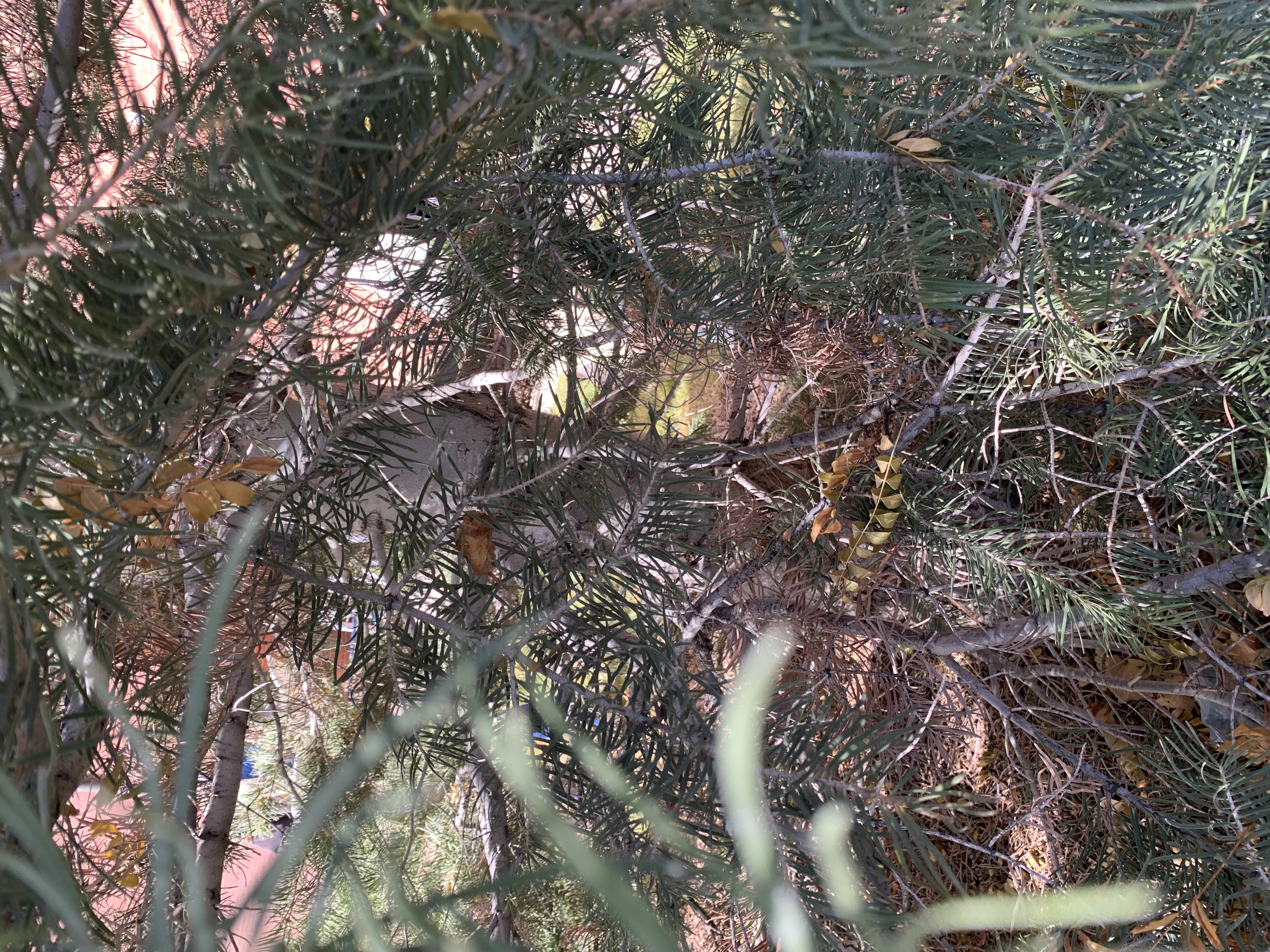 <p>zone 4</p><p>50’x30’</p><p>super long, soft, and flat needles</p><p>large background</p>