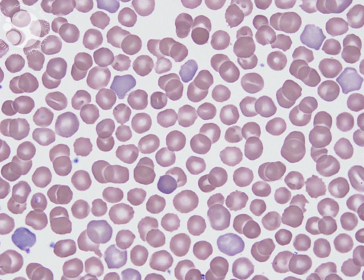 <p>what is this an example of?</p>