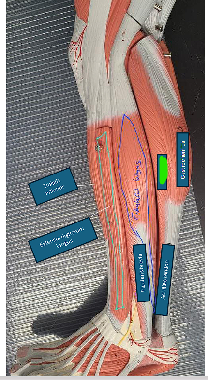 <ul><li><p>plantar flexes the foot </p></li></ul><p></p>