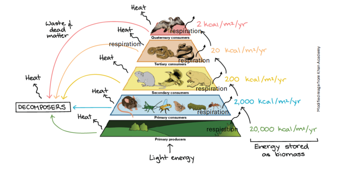 <p>Lindeman’s <strong><em><u>10% law</u></em></strong> = 10% of energy consumed by a trophic level is transferred </p><p></p><ul><li><p>Loss as HEAT (most) , RESPIRATION+ DECOMP. after death</p></li></ul><p></p>