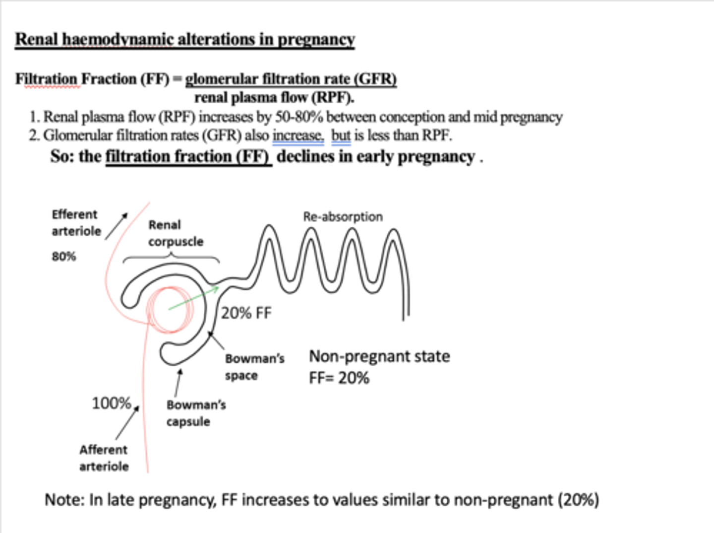 <p>It decreases. (eraly pregnency)FF = GFR/RPF.</p><p>RPF increases by 50-80%, whilst GFR also increases but not that much.</p><p>but then rises during mid /late pregnacy → gets to the same level as non pregnent</p>