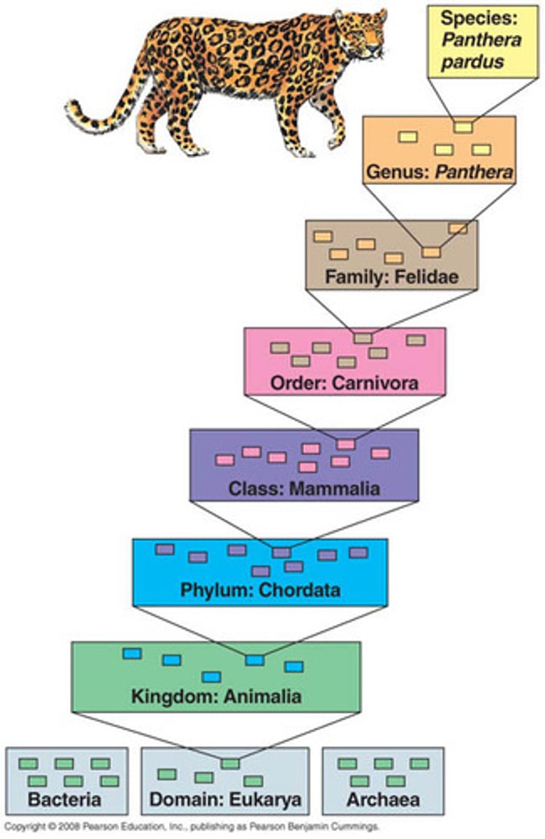 <p>Groups of organization into which organisms are classified</p>