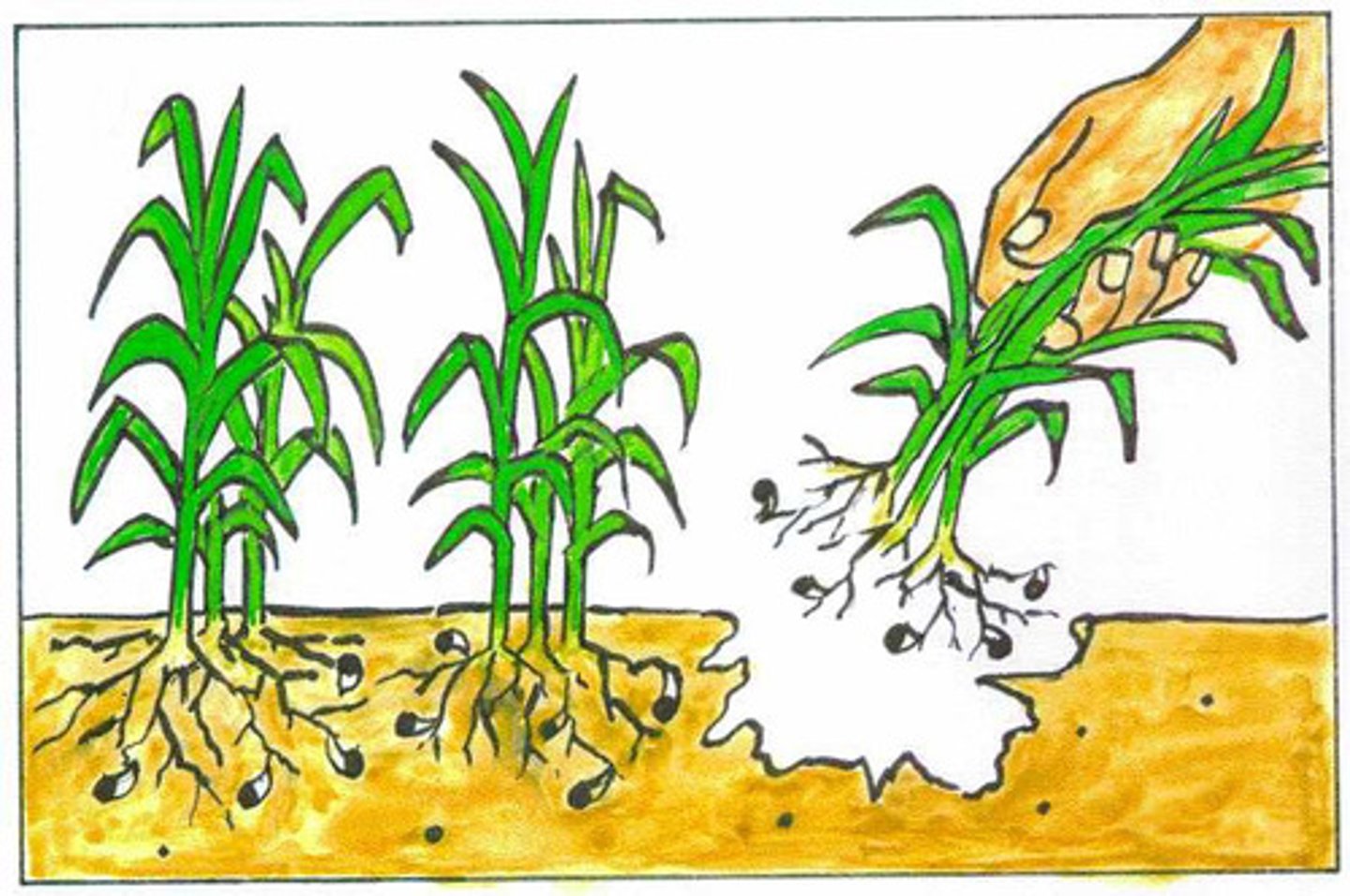 <p>= deracinate, pull up, dig up #plant</p>