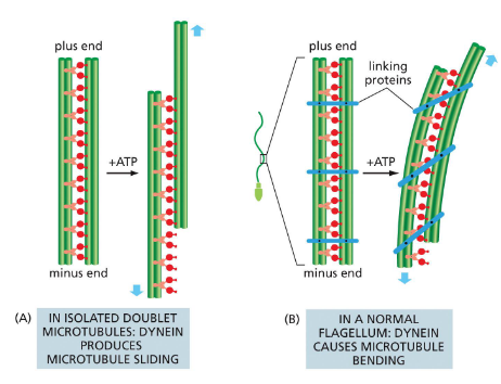 <p>dynein movement produces bending. bending on alternate sides of flagella creates whip-like, back and forth motion</p>