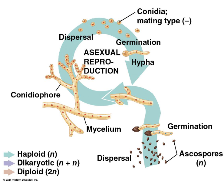 <p>They reproduce asexually by enormous numbers of asexual spores called conidia produced at the tips of specialized hyphae called conidiophores</p>