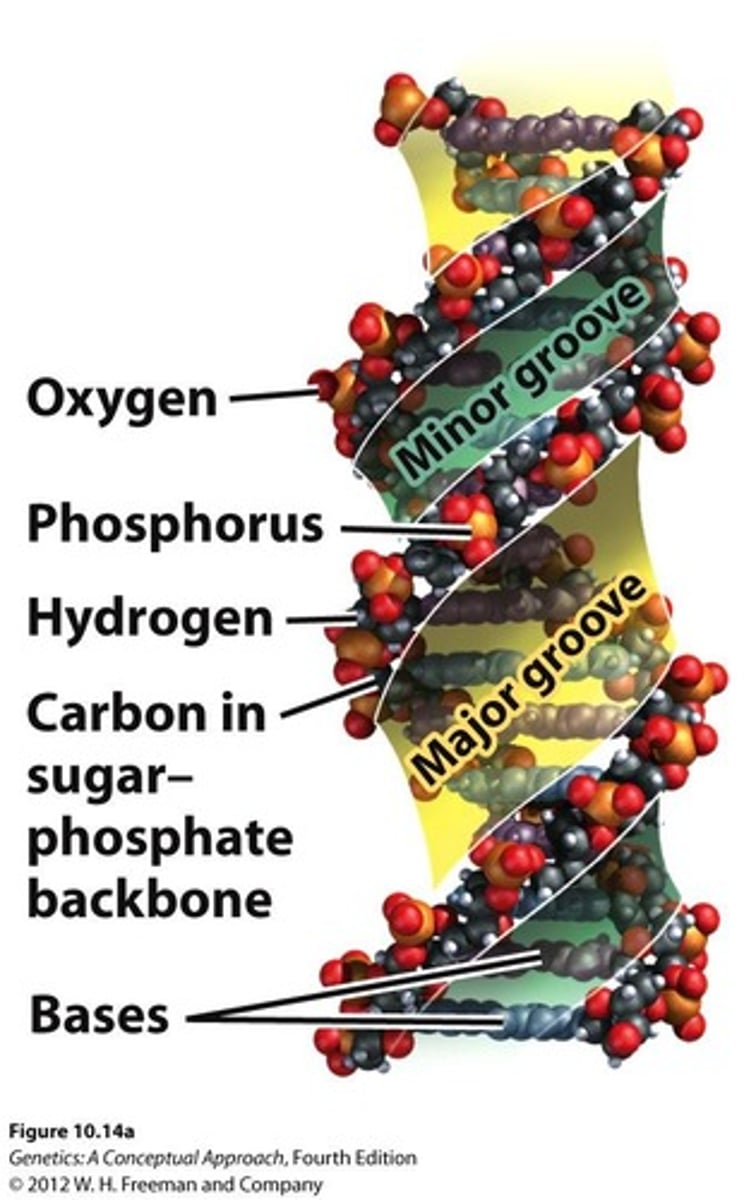 <p>They provide binding sites for proteins and other molecules.</p>