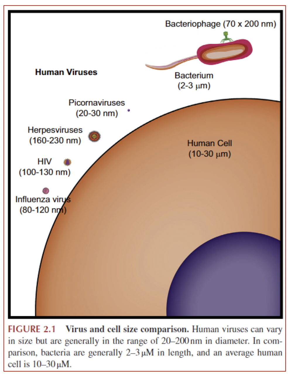 <p>Retroviruses use RNA for their genetic material, and after infecting a cell, the retrovirus converts its RNA to DNA, then integrates the viral DNA into the host cell DNA so it is replicated.</p>