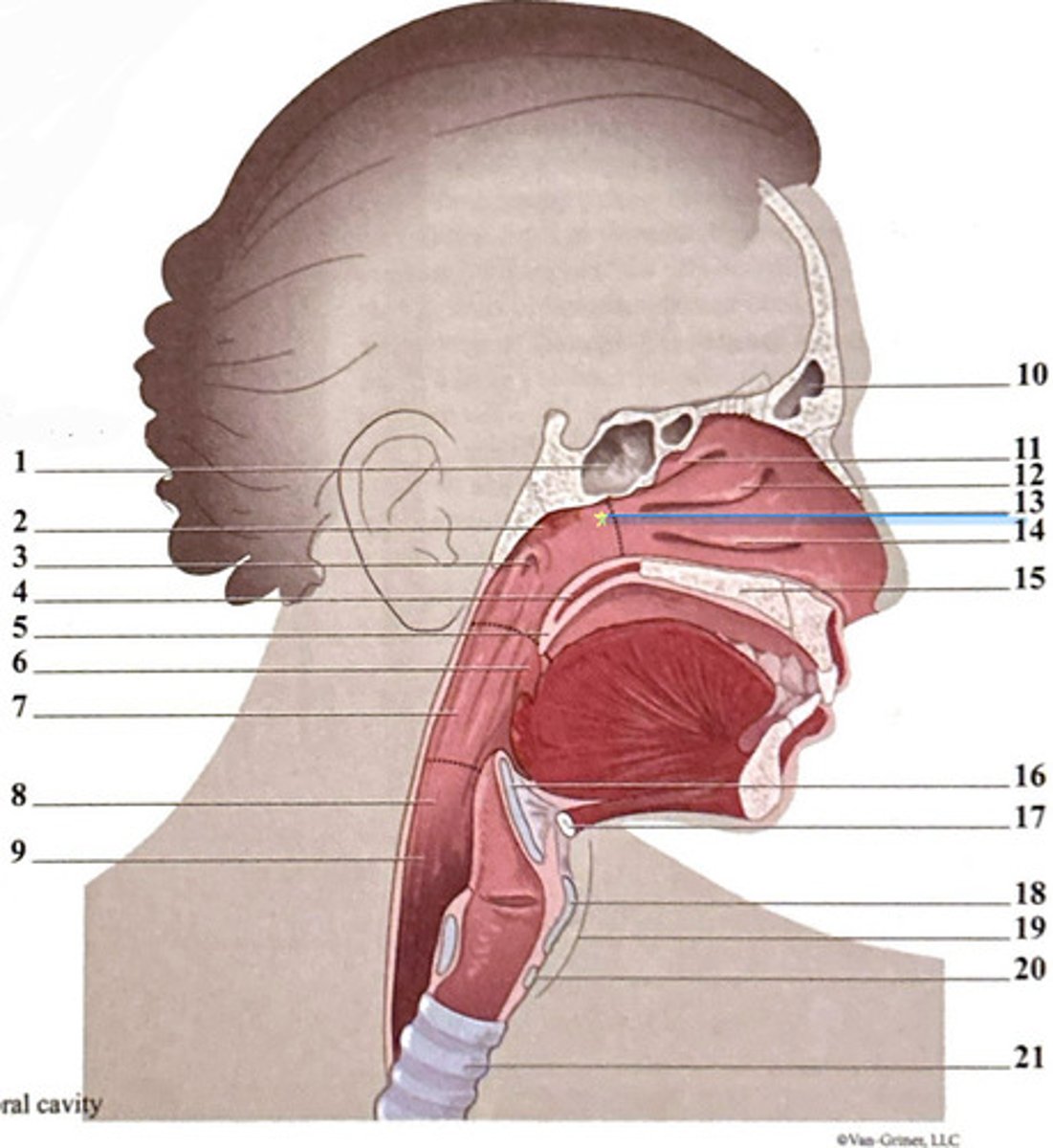 knowt flashcard image