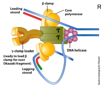 <p>To make a replisome, a complex containing a polymerase holoenzyme, helicases, topoisomerases, SSBs and other associated proteins.</p><ul><li><p>Prokaryotic: Pol III</p></li><li><p>Eukaryotic:<span> Pol ϵ for the leading strand and </span>Pol <span>δ for the lagging strand. They replace pol alpha on the template strand.</span></p></li></ul><p></p>