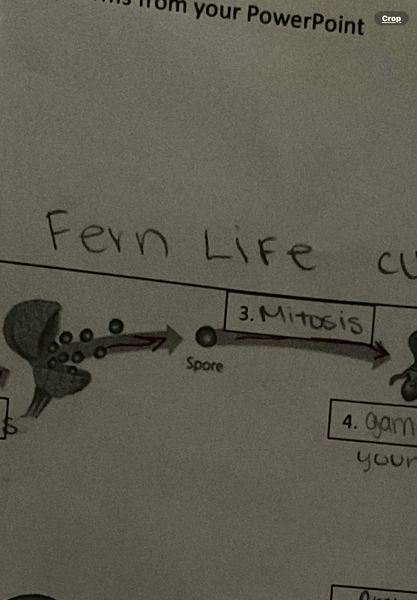 <p>Spores in the fern life cycle</p>