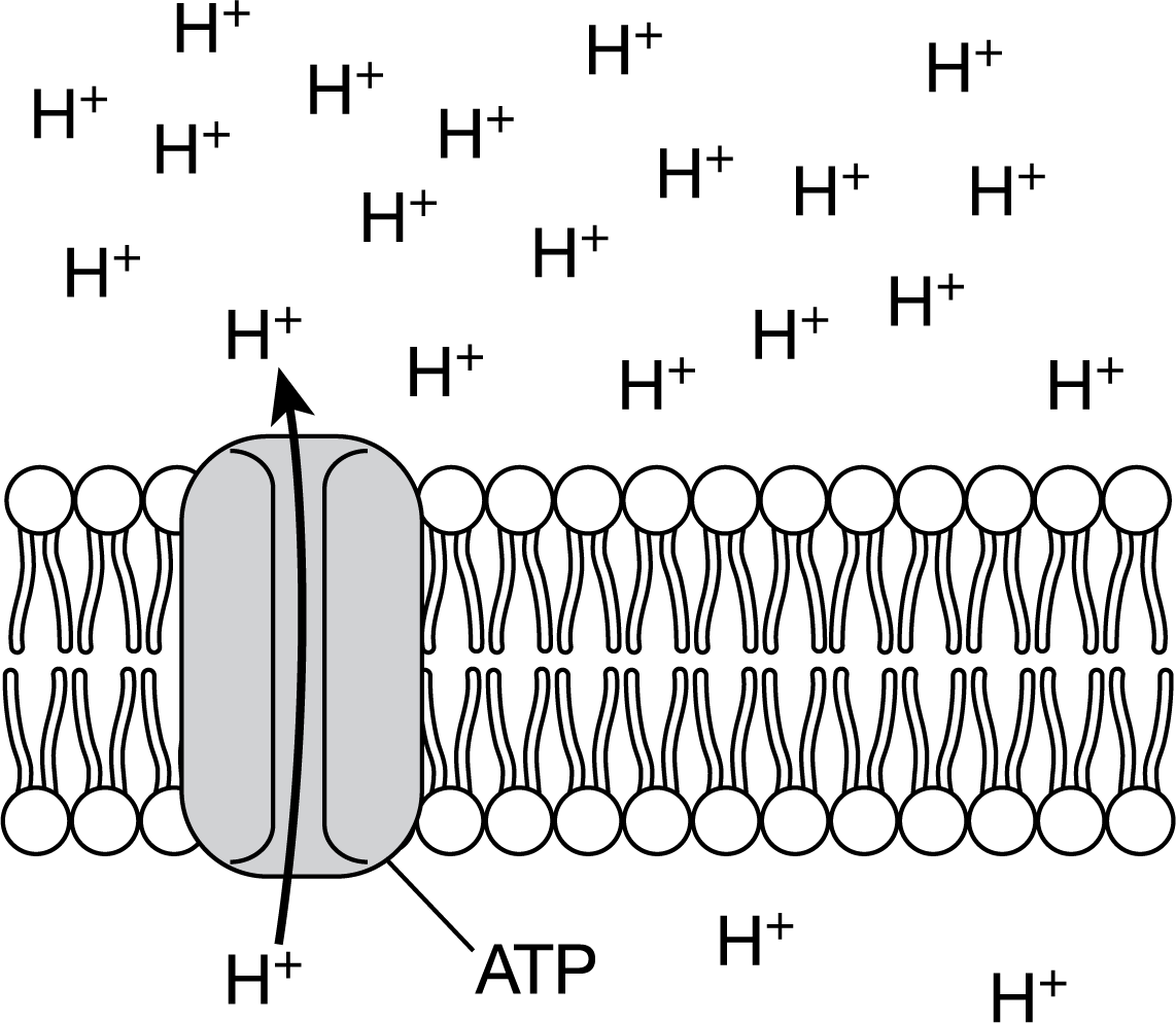 <p>The illustration shows the active transport of hydrogen ions through a membrane protein.</p><p>Which of the following best predicts the effect of not having ATP available to supply energy to this process?</p>