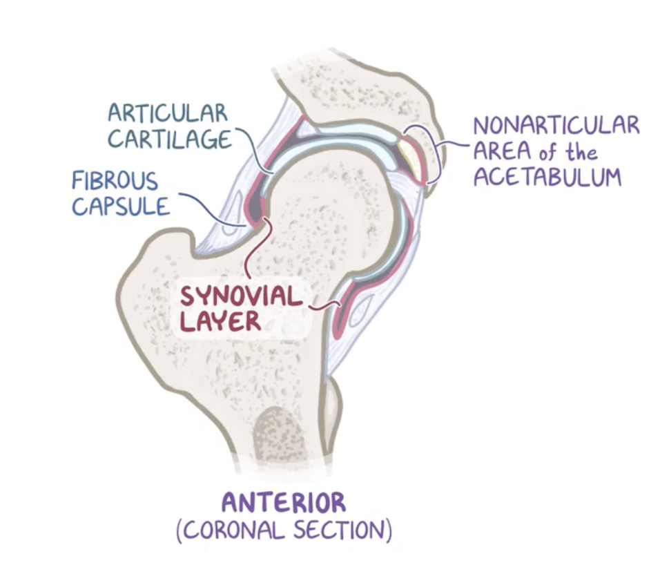 <p>Synovial layer</p>