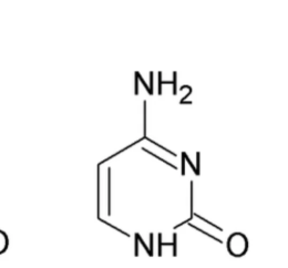 <p>What nitrogenous base is this?</p>