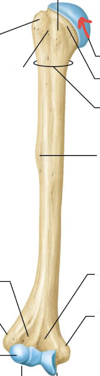 <p>what is this part of the humerus?</p>