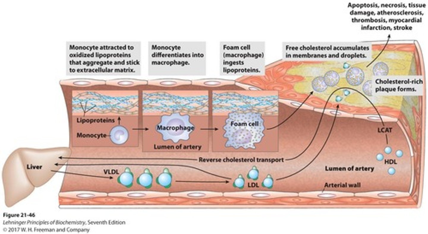 <p>Cholesterol derivatives that emulsify fats.</p>