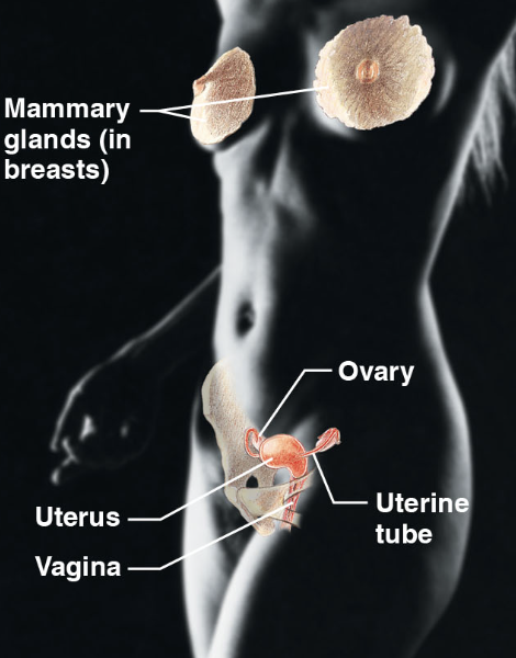 \-mammary glands (in boobs), ovary, uterine tube, uterus, vagina.

\-overall production of offspring

\-ovaries produce eggs and female sex organs