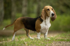 <p>Origin: France</p><p>Height: 12-14 in</p><p>Weight: 33-44 lbs</p><p>Life Span: 13-15 yrs</p><p>Type: Scent Hound</p>