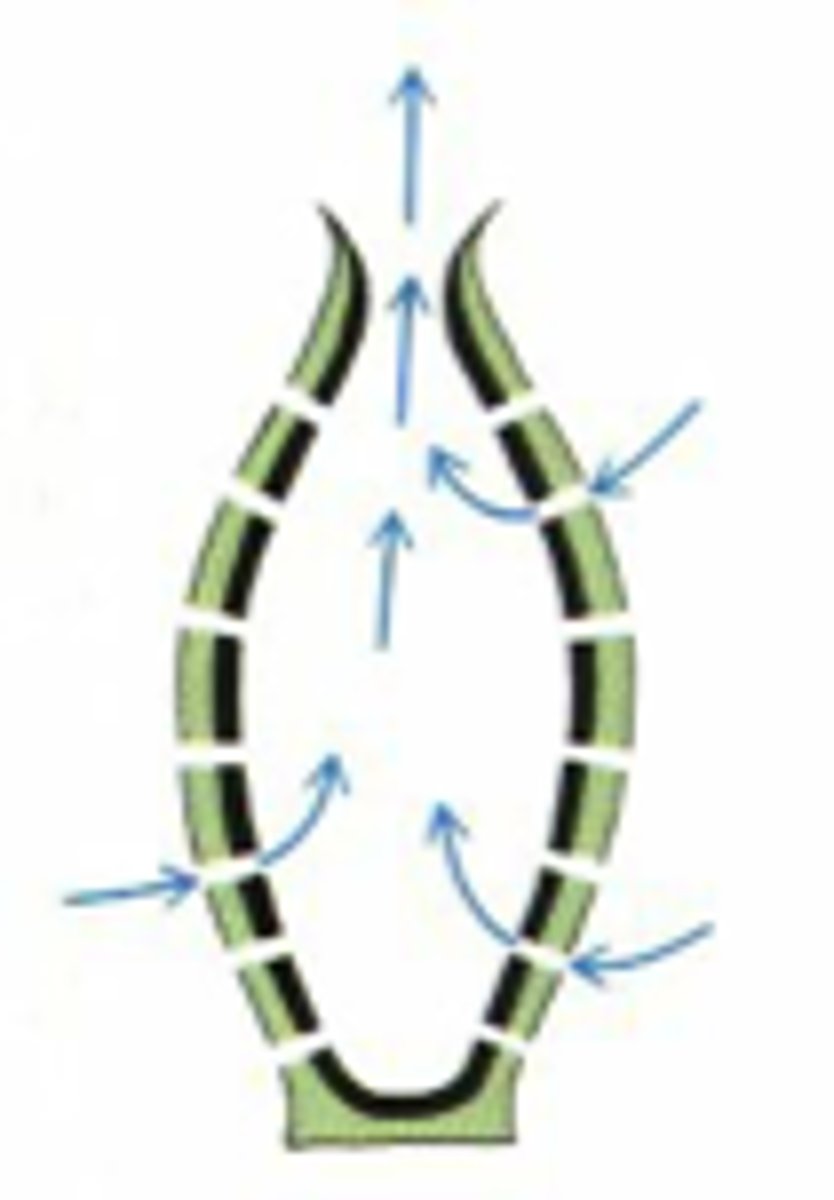 <p>Asconoid organisation</p>