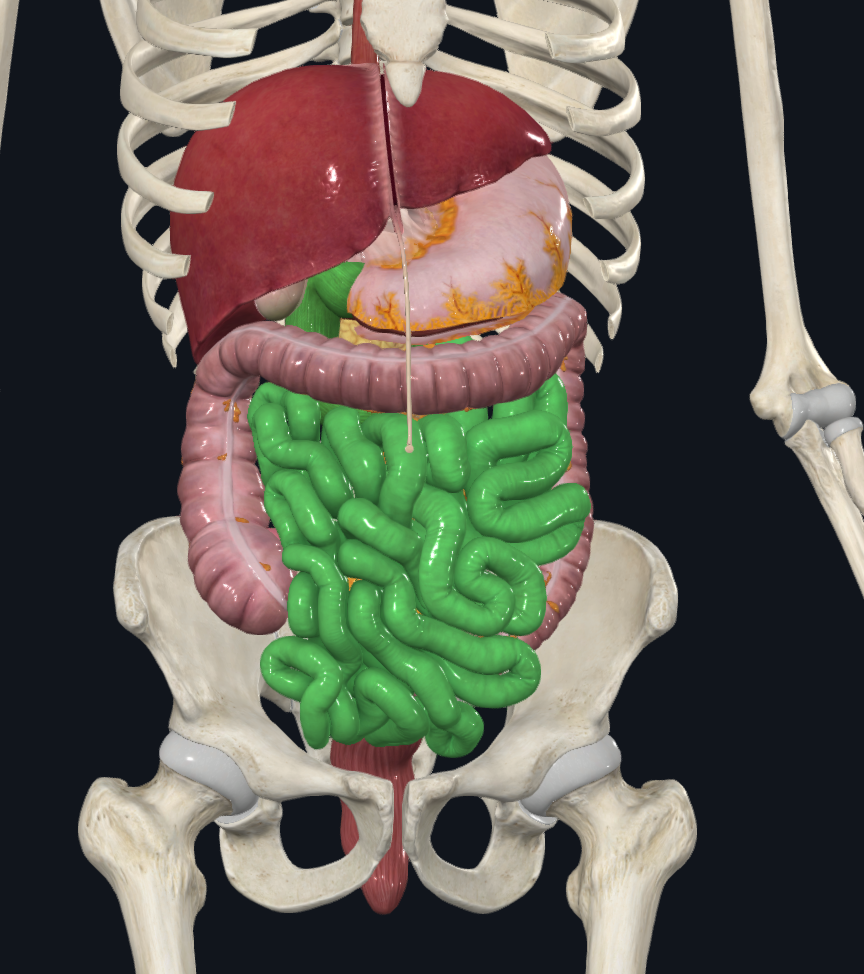 knowt flashcard image