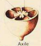 <p>Ovules attached to a central column in a multi-locular ovary.</p>