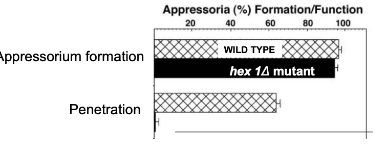 <p>Must have a crucial role because HEX1 (hex1delta) mutants cannot</p><ul><li><p>penetrate via appressoria</p></li><li><p>survive nitrogen starvation</p></li></ul><p></p>