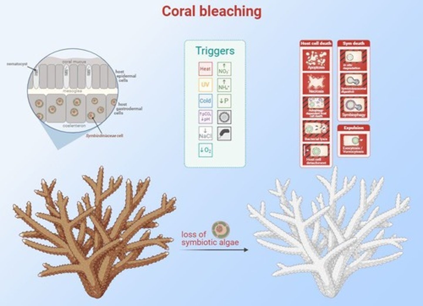 <p>The loss of color in corals due to stress, often caused by changes in temperature, light, or water quality.</p>