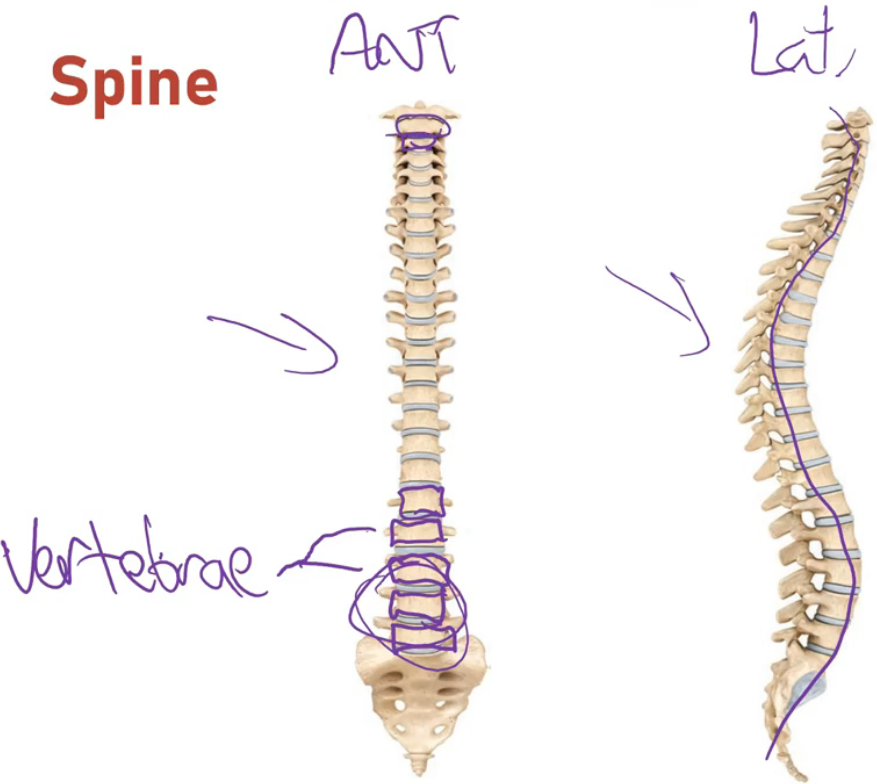 <ul><li><p>Made of individual bones called <strong>vertebrae</strong> (plural), <strong>vertebra</strong> (singular)</p></li><li><p>Viewed from the front or back: appears <strong>straight</strong></p></li><li><p>Viewed from the <strong>side</strong> (<strong>lateral</strong>): shows <strong>natural curvatures</strong> which are <strong>important for weight distribution and movement</strong></p></li></ul><p></p>