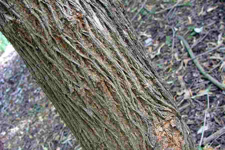 <p>Yellow/orange bark with strong vertical texture, latexy sap, wood is dense and rot-resistant, simple glossy pointed leaves, spur shoots on small twigs, no true terminal bud, female trees produce large green gnarled fruits</p>